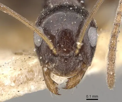 Plagiolepis deweti - CASENT0909860