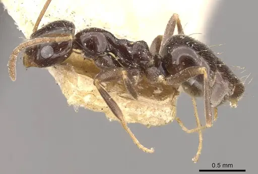 Plagiolepis deweti - CASENT0909860