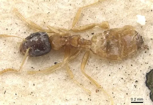 Plagiolepis dichroa specimen