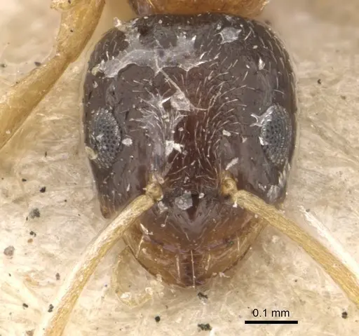 Plagiolepis dichroa specimen