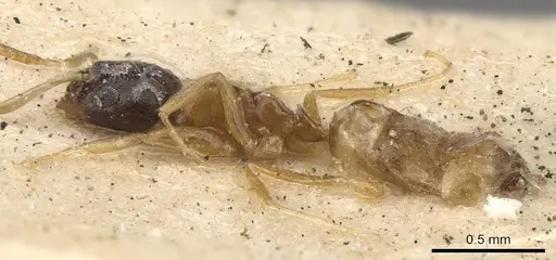 Plagiolepis dichroa specimen