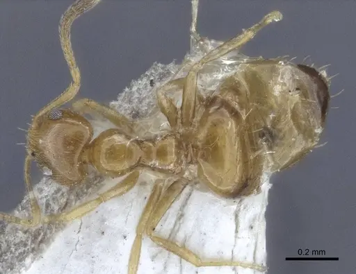 Plagiolepis flavescens specimen