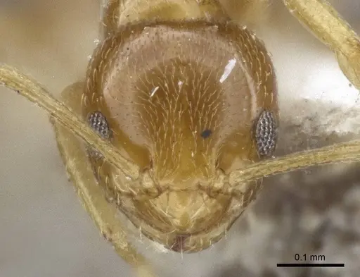 Plagiolepis flavescens specimen