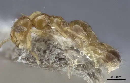 Plagiolepis flavescens specimen