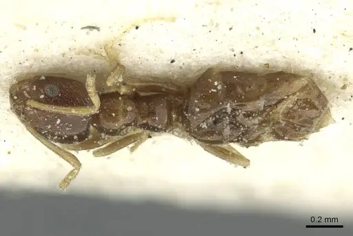 Plagiolepis funicularis specimen