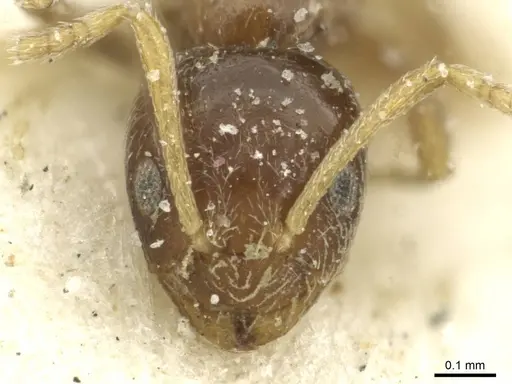 Plagiolepis funicularis specimen