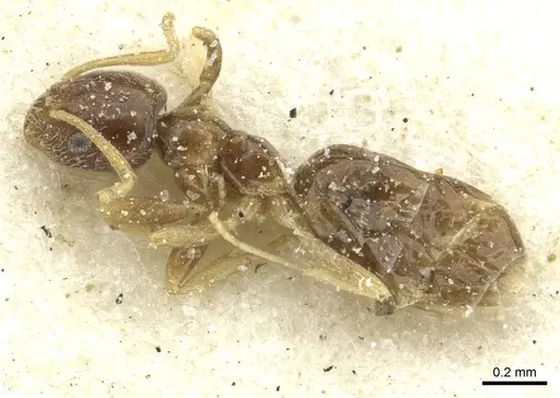 Plagiolepis funicularis specimen