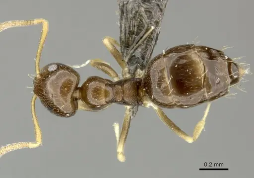 Plagiolepis fuscula specimen