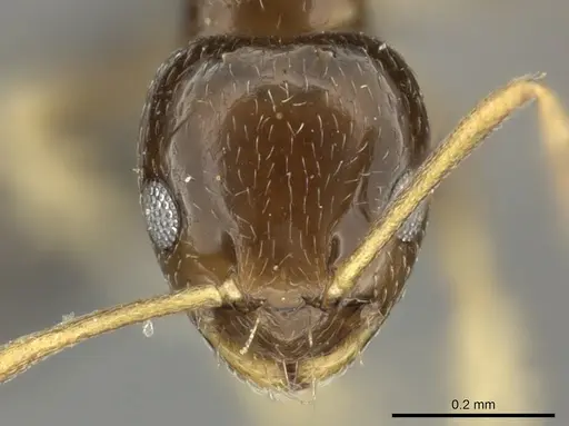 Plagiolepis fuscula specimen