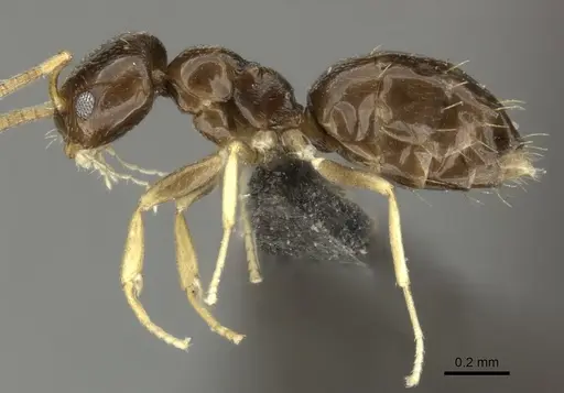 Plagiolepis fuscula specimen