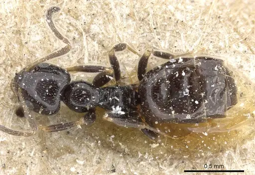 Plagiolepis fuscula - CASENT0905144