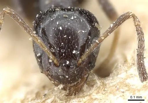 Plagiolepis fuscula - CASENT0905144