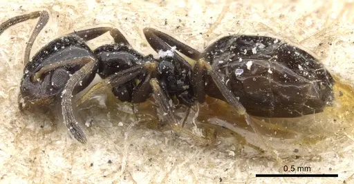 Plagiolepis fuscula - CASENT0905144