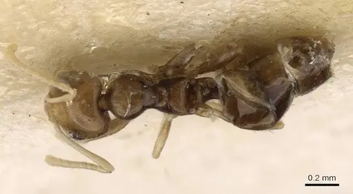 Plagiolepis hoggarensis specimen