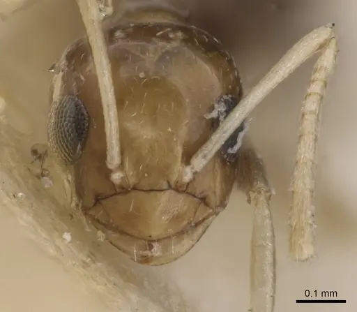 Plagiolepis hoggarensis specimen