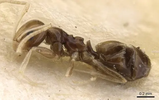 Plagiolepis hoggarensis specimen