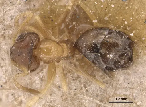 Plagiolepis intermedia specimen