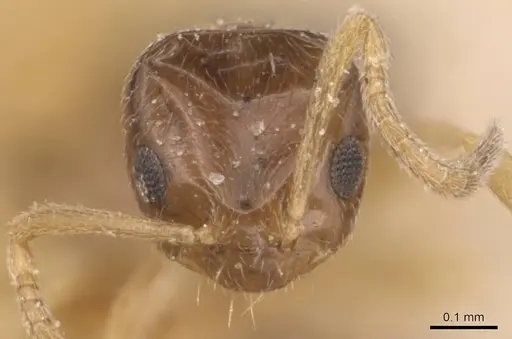 Plagiolepis intermedia specimen