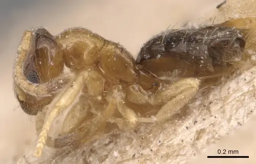 Plagiolepis intermedia specimen