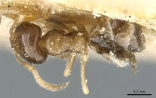 Plagiolepis intermedia - CASENT0905143