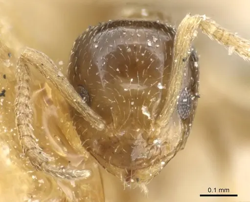 Plagiolepis intermedia - CASENT0905143