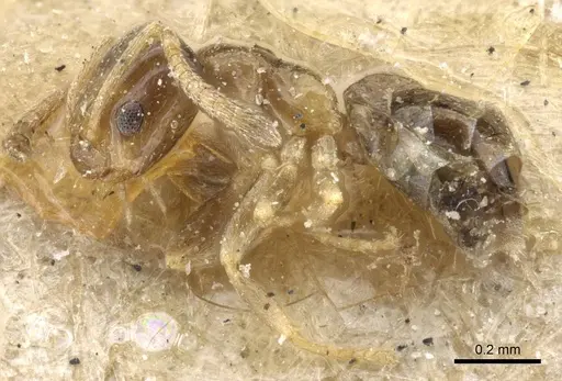 Plagiolepis intermedia - CASENT0905143