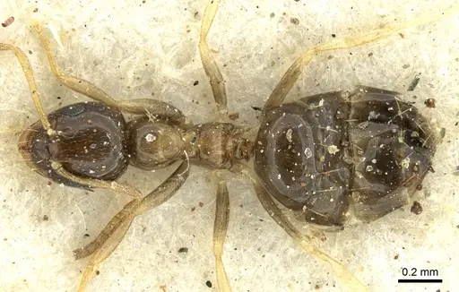 Plagiolepis intermedia - CASENT0906248