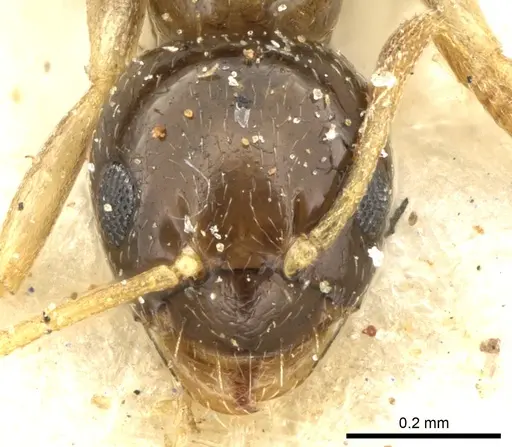 Plagiolepis intermedia - CASENT0906248