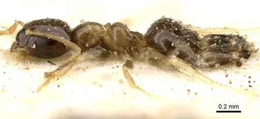 Plagiolepis intermedia - CASENT0906248