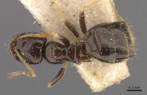 Plagiolepis jerdonii specimen