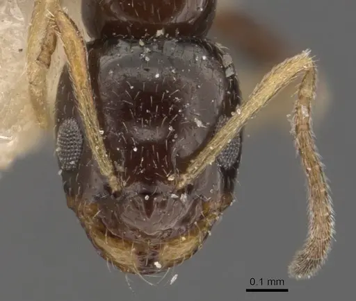 Plagiolepis jerdonii specimen