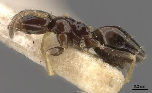 Plagiolepis jerdonii specimen