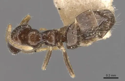 Plagiolepis jerdonii - CASENT0909852