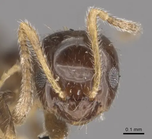 Plagiolepis jerdonii - CASENT0909852