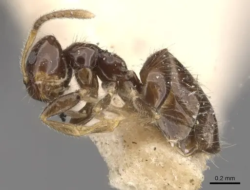 Plagiolepis jerdonii - CASENT0909852