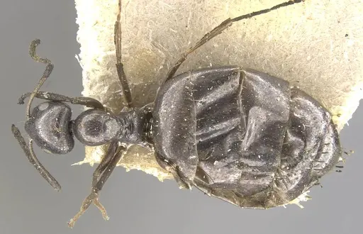 Plagiolepis jouberti specimen