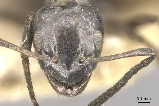 Plagiolepis jouberti specimen