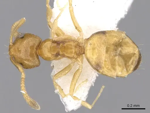 Plagiolepis juddi specimen