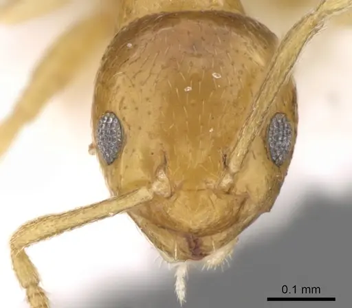 Plagiolepis juddi specimen