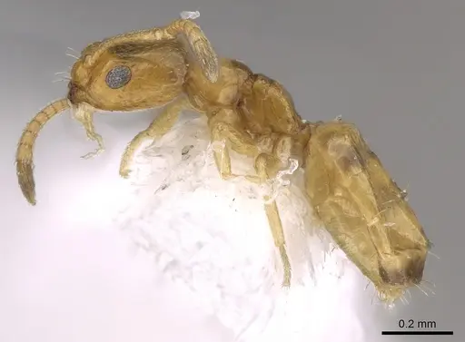 Plagiolepis juddi specimen