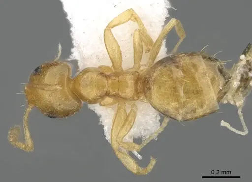 Plagiolepis juddi - CASENT0919816