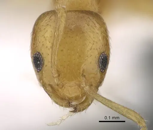 Plagiolepis juddi - CASENT0919816