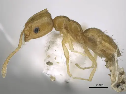 Plagiolepis juddi - CASENT0919816