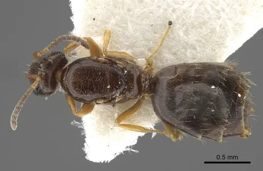 Plagiolepis karawajewi specimen