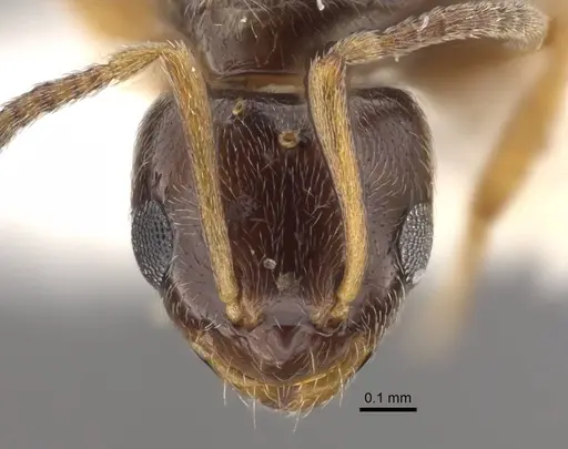 Plagiolepis karawajewi specimen