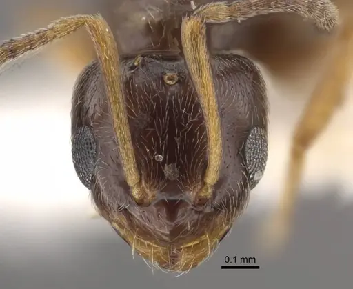 Plagiolepis karawajewi specimen