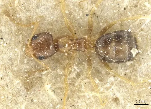 Plagiolepis livingstonei specimen