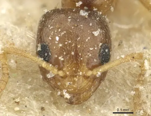 Plagiolepis livingstonei specimen