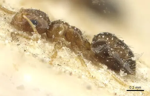 Plagiolepis livingstonei specimen