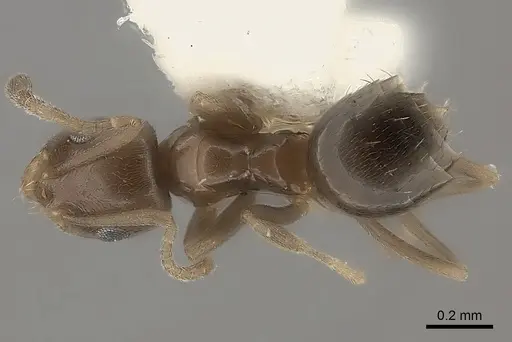 Plagiolepis lucidula specimen